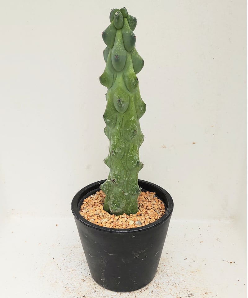 福禄竜神木 ミルチロカクタス | toA Succulent