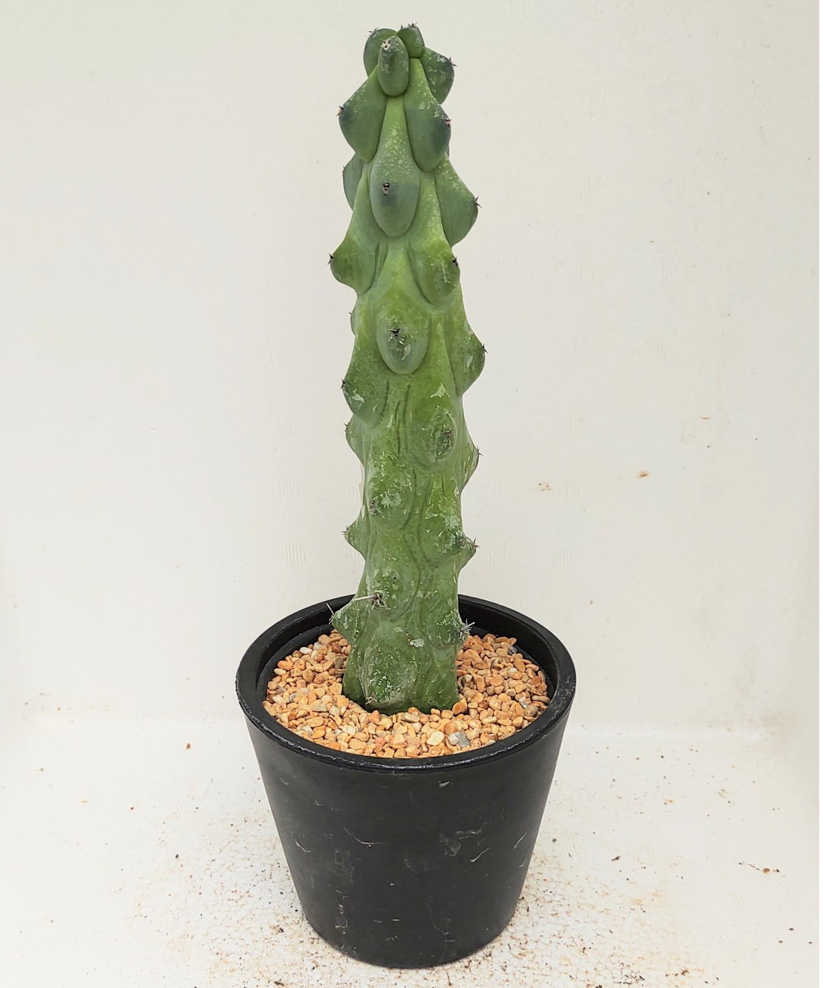 福禄竜神木 ミルチロカクタス | toA Succulent 福禄竜神木 ミルチロカクタス | toA Succulent