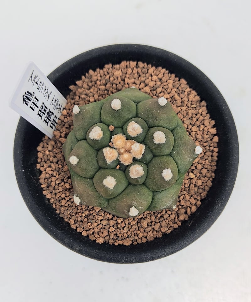 亀甲瑠璃兜 アストロフィツム | toA Succulent