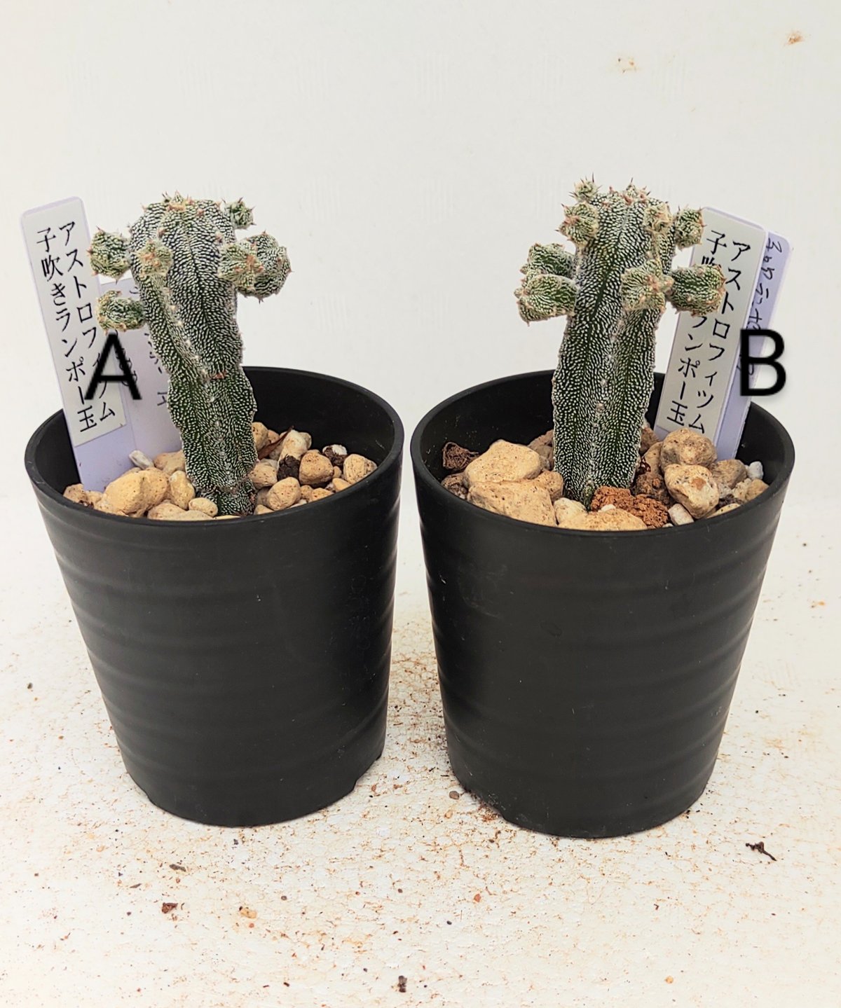 子吹きランポー玉 アストロフィツム | toA Succulent