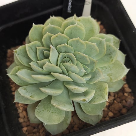 エケベリア echeveria プレミアムプルオーバースウェット ブラック L 現物商品】ショコラ | 多肉植物研究所