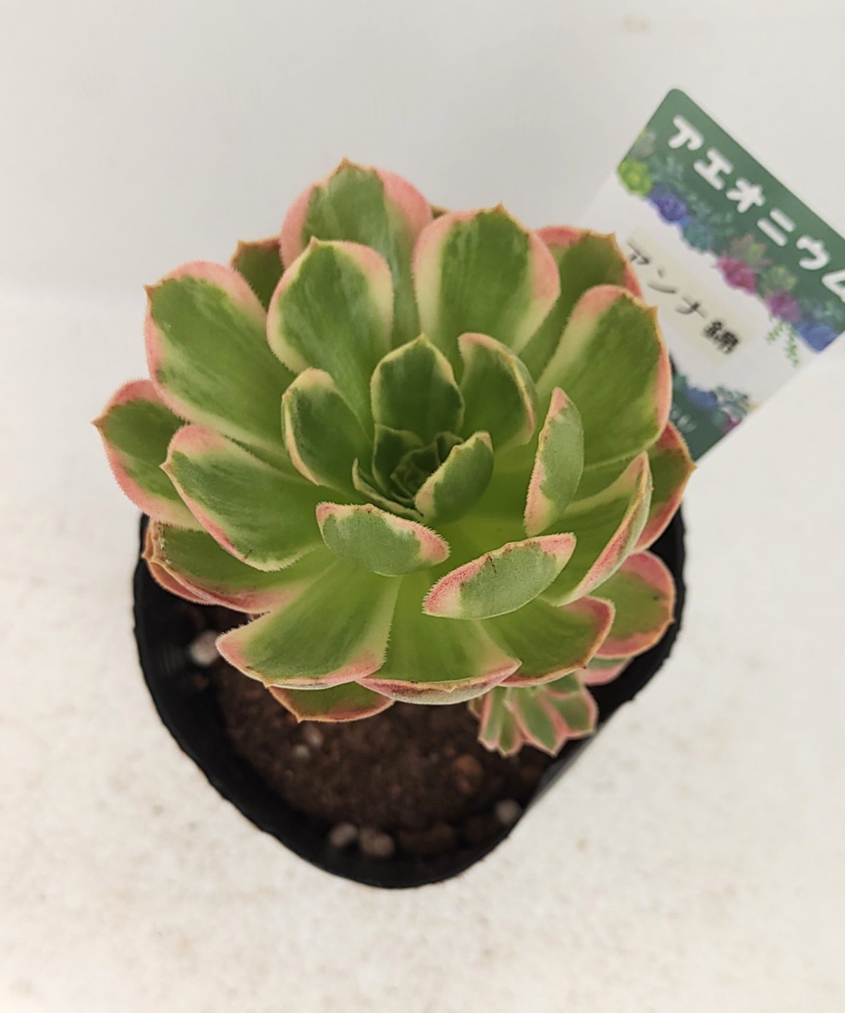 アンナ錦 アエオニウム | toA Succulent