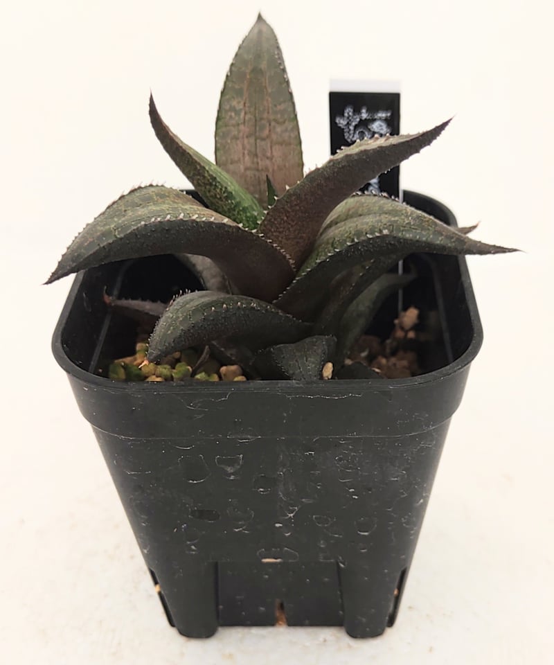 ベノーサ ハオルチア | toA Succulent