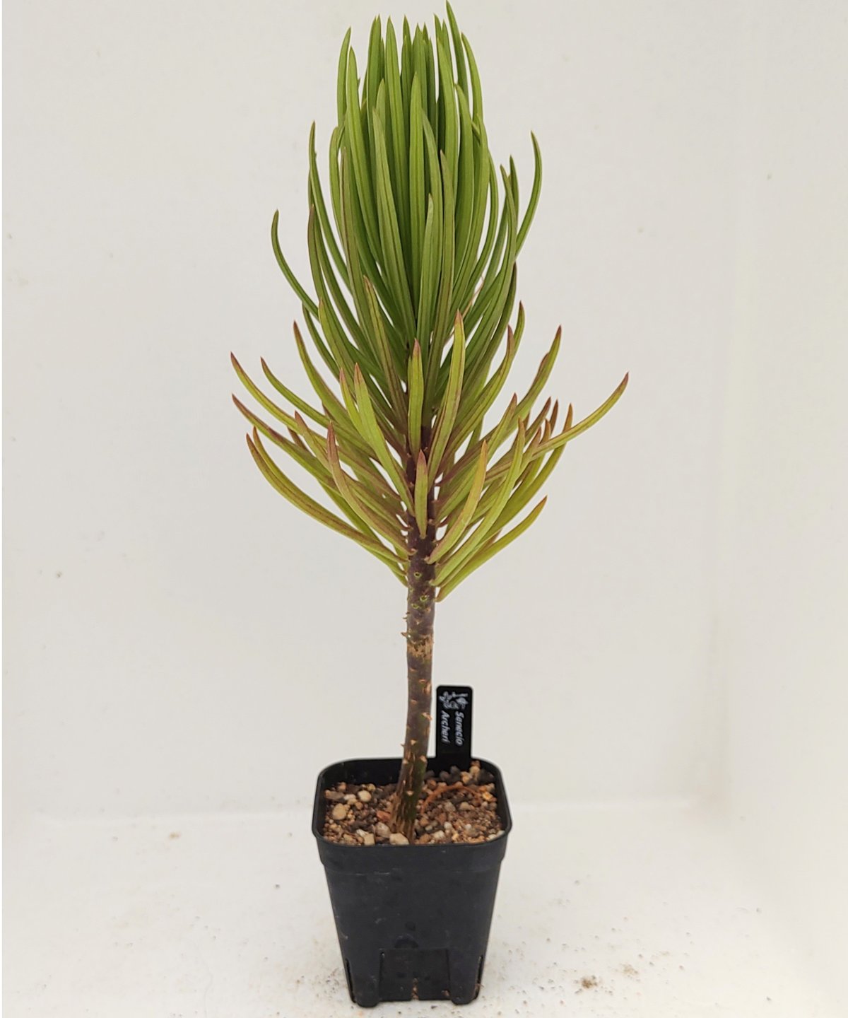 セネシオ アーケリー 抜き苗 【公式通販】