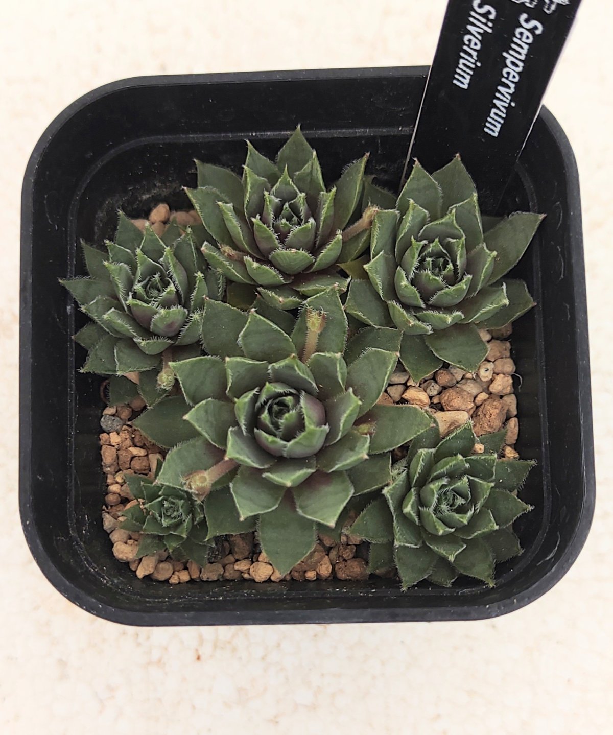 シルベリウム センペルビウム | toA Succulent
