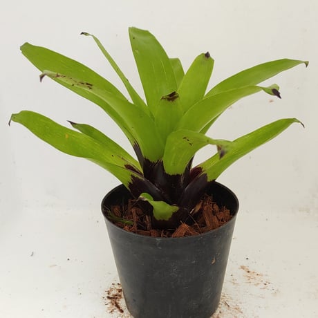 フリーセア | STORES