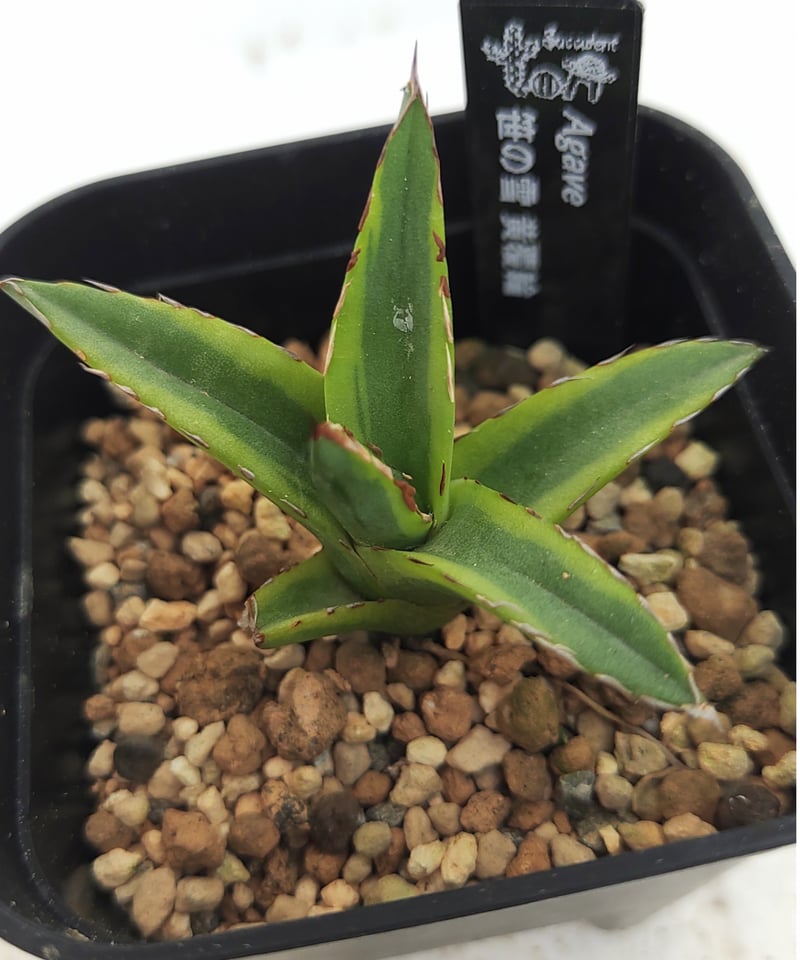 笹の雪黄覆輪の苗 アガベ | toA Succulent