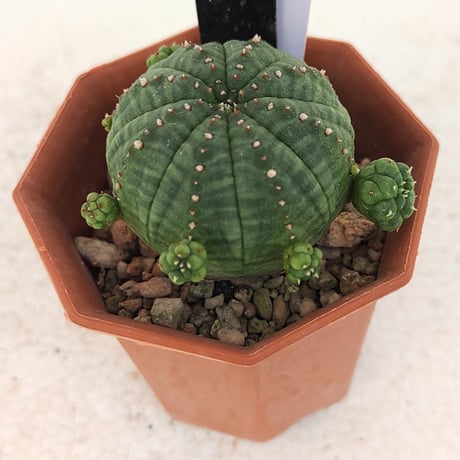 シンメトリカ | STORES