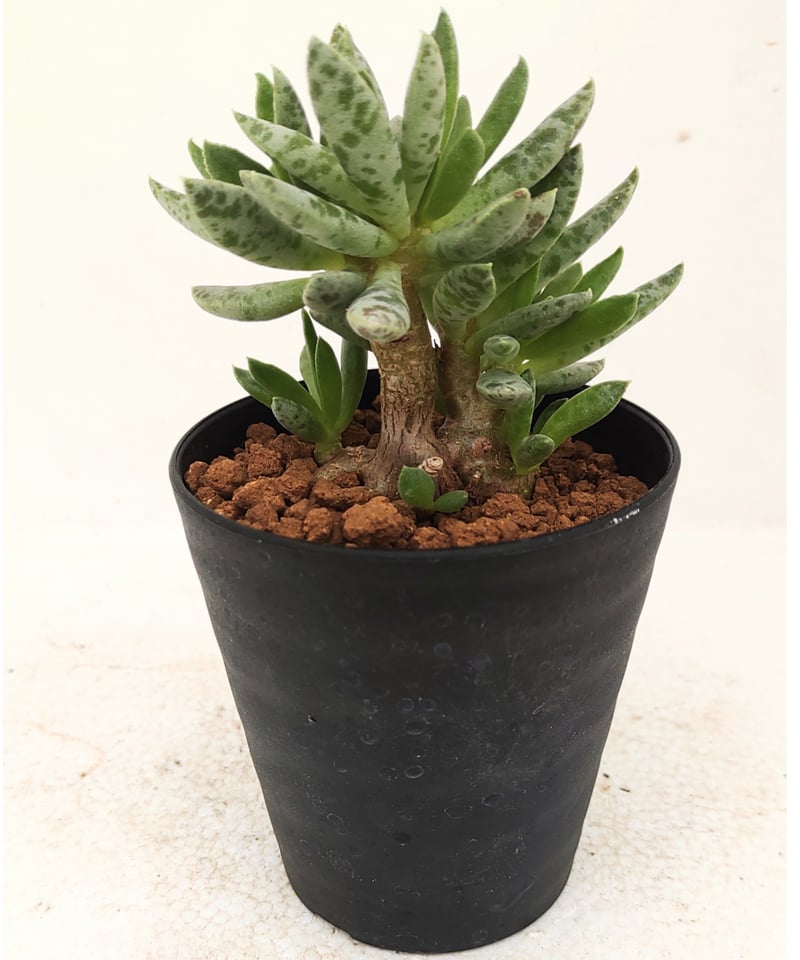 シュルドチアヌス アドロミスクス | toA Succulent