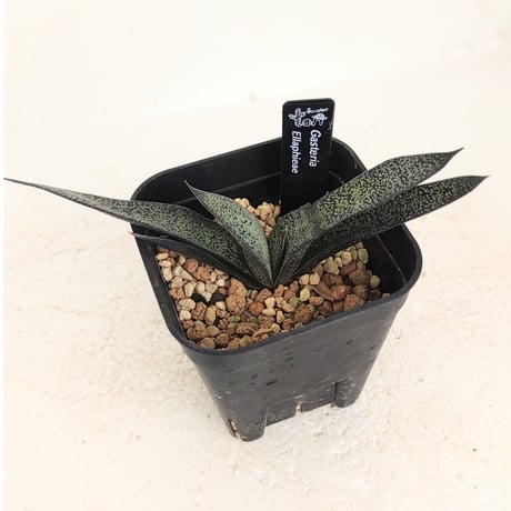 ガステリア | STORES