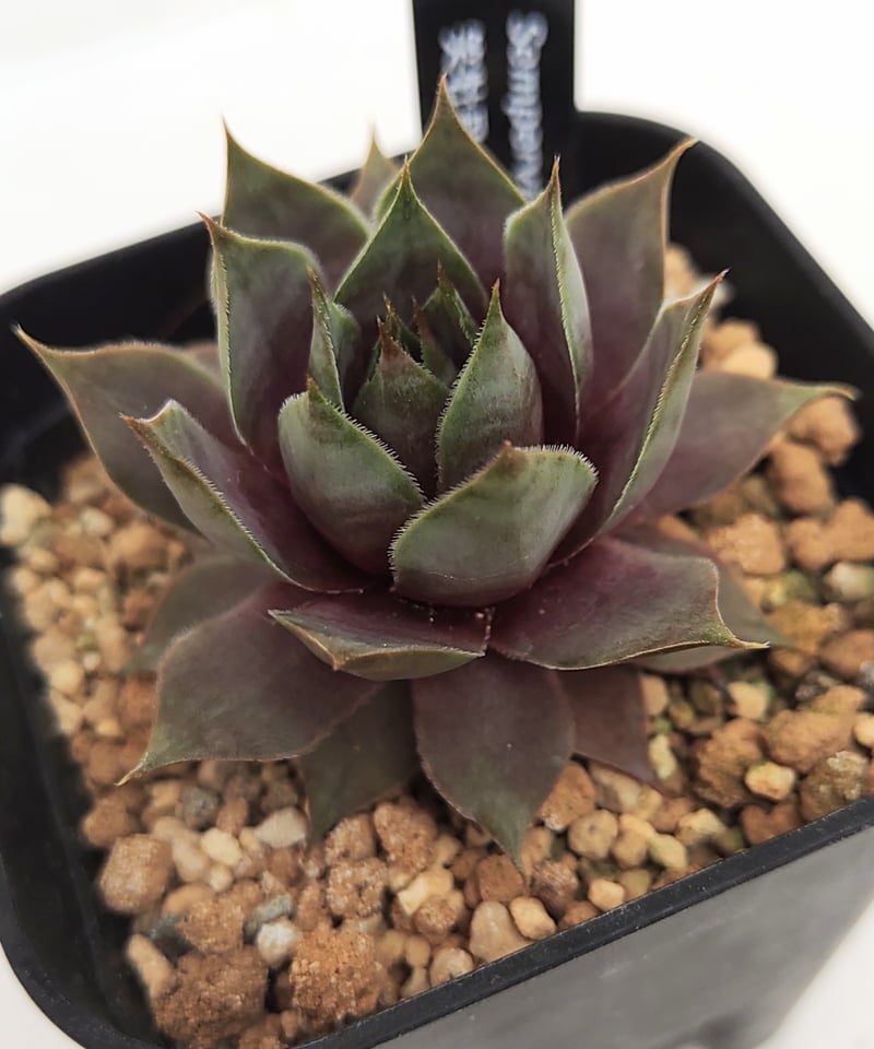笑牡丹 センペルビウム | toA Succulent