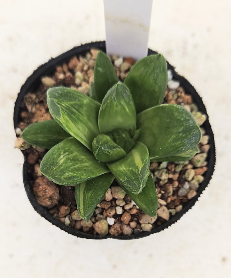 ☆☆万象＊雪国錦＊ハオルチア＊錦☆☆ 雪国×万象hyb錦 ハオルチア | toA Succulent