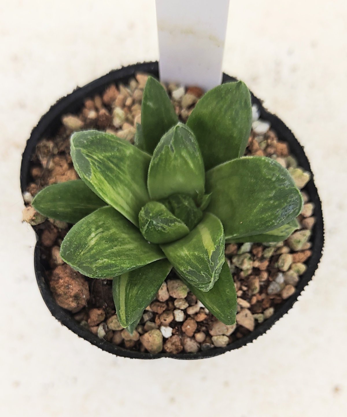 ☆☆万象錦＊ハオルチア＊ハオルシア☆☆ 多肉植物：ハオルチア 鮮明黄色斑 万象錦*幅6cm 現品 一品限り