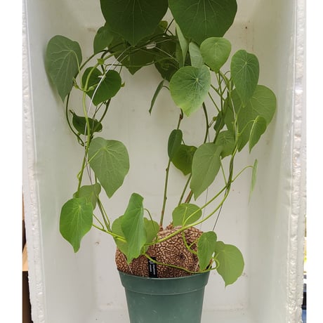 ステファニアヴェノサ | STORES