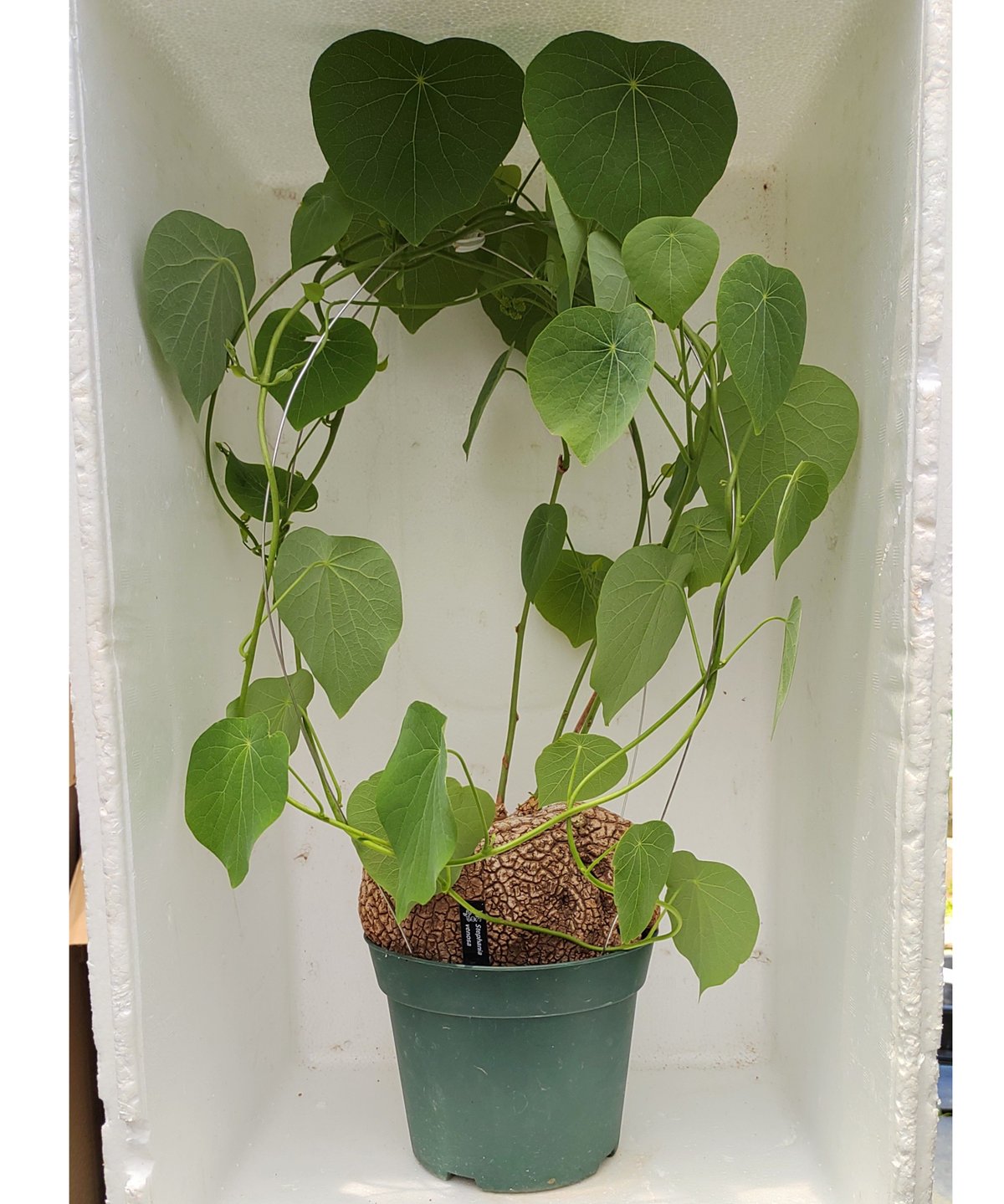 Stephania venosa 250511 輸入株発根済 Stephania venosa 250511