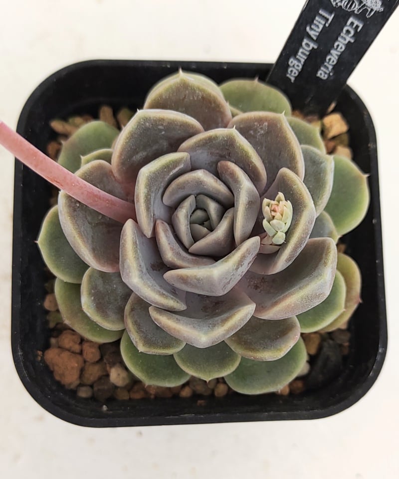 多肉植物 ❁︎タイニーバーガー錦