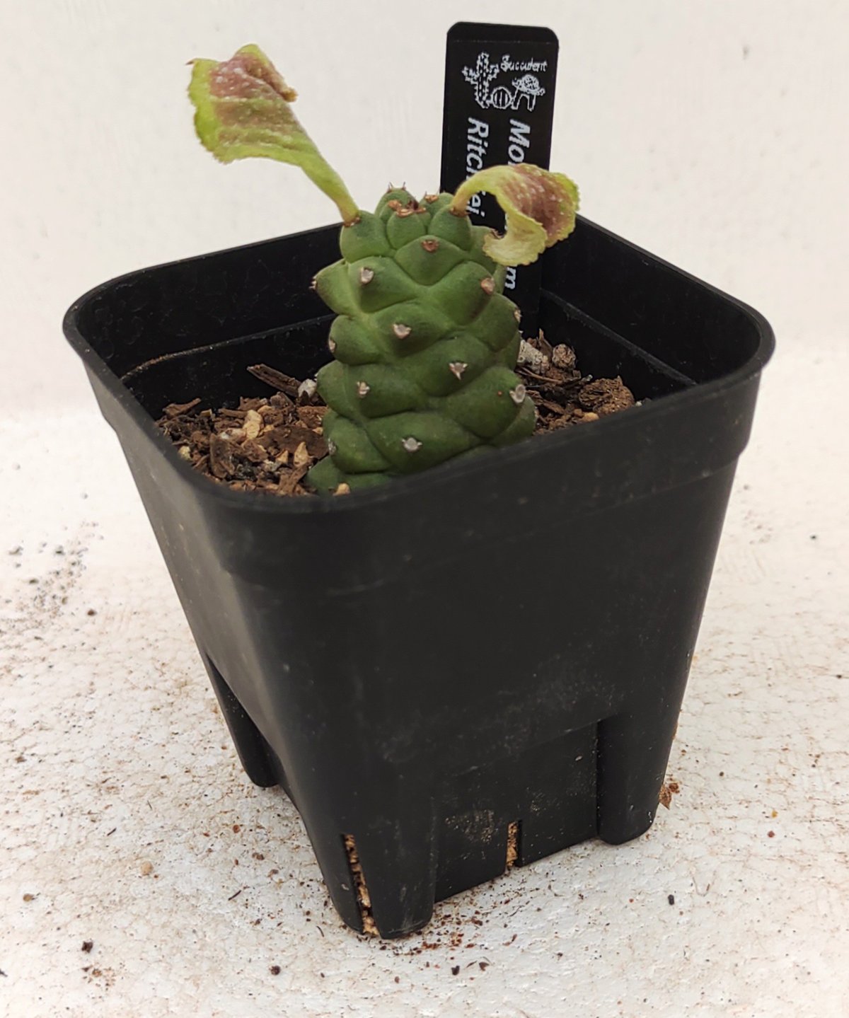 リチェイ モナデニウム | toA Succulent