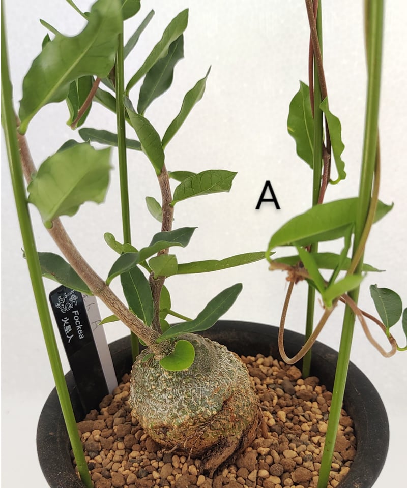 火星人 フォッケア | toA Succulent