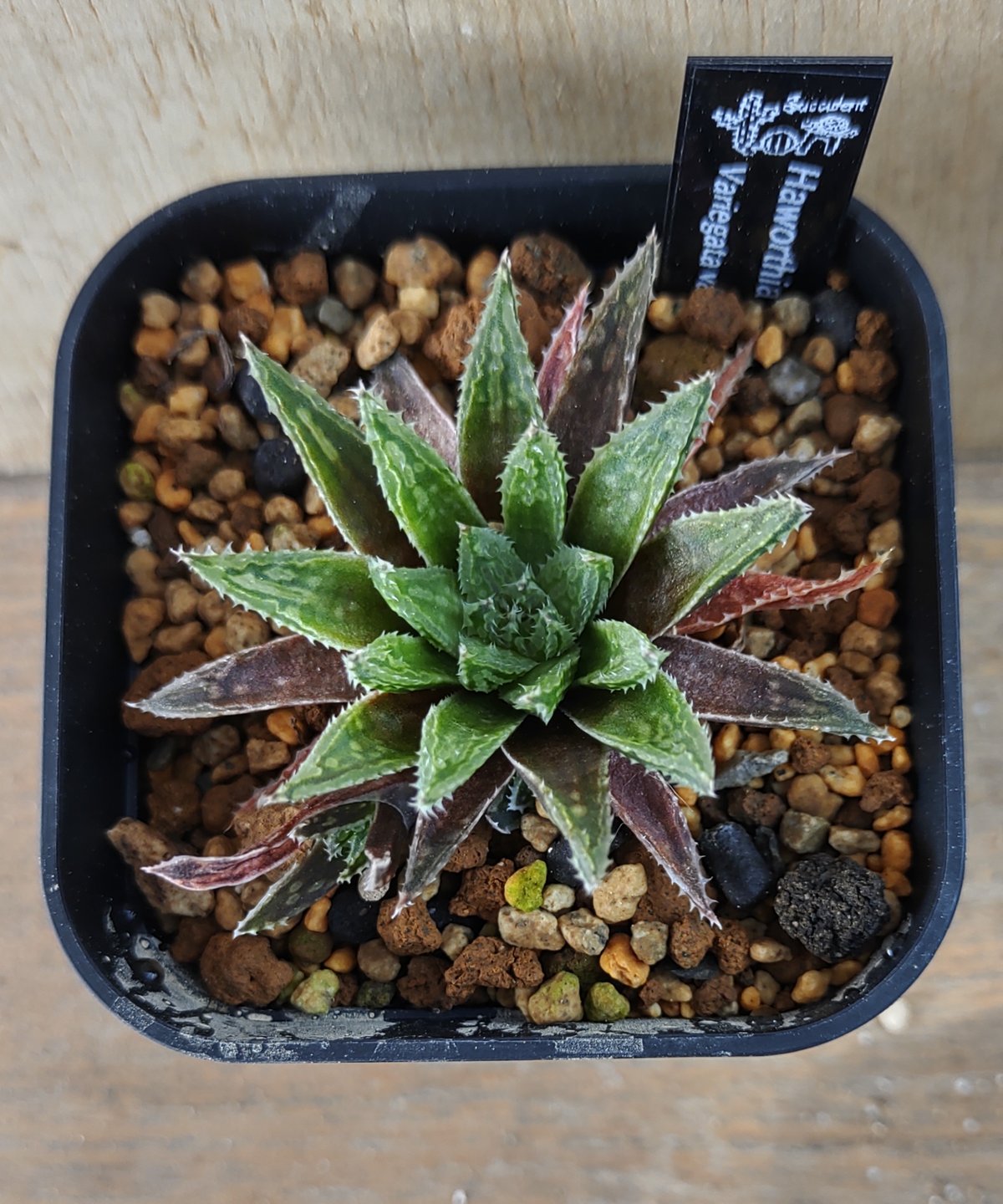 バリエガータモデスタ ハオルチア | toA Succulent