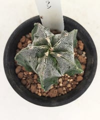 子吹きランポー玉 アストロフィツム | toA Succulent