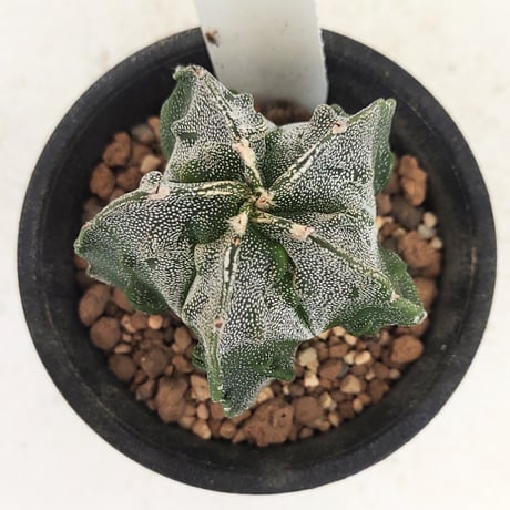 専用ページ 複隆碧瑠璃鸞鳳玉錦 ランポー錦の変異種 抜き苗 アストロフィツム・複隆鸞鳳玉を一年ぶりに植え替え！！ | もす