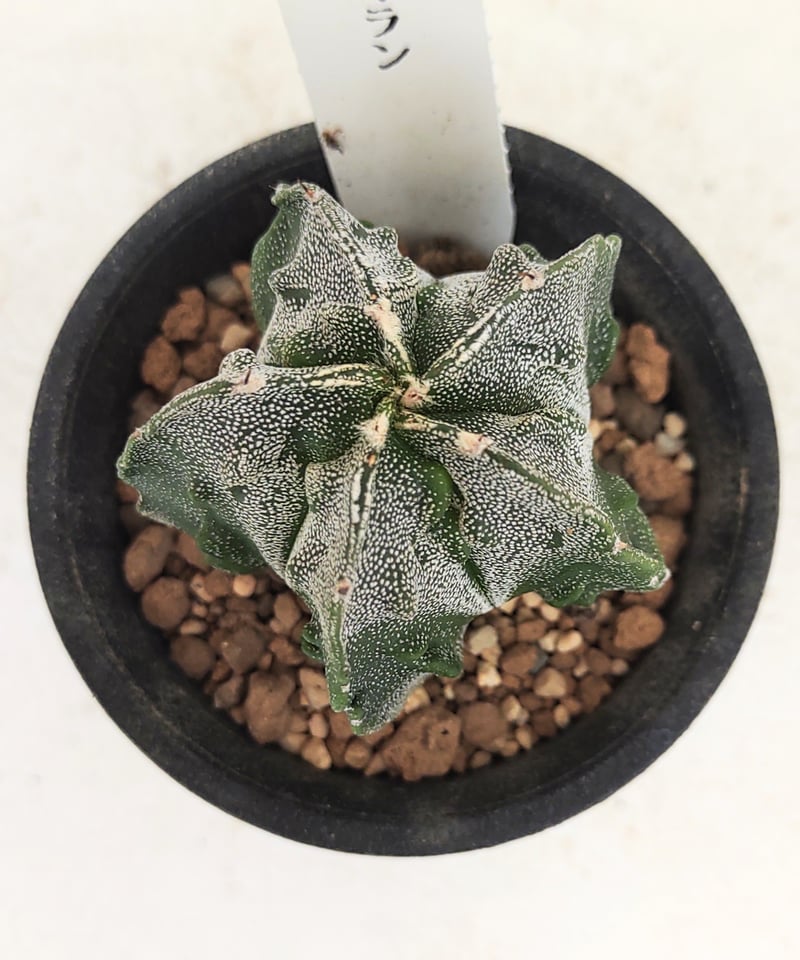 複隆ヘキラン サボテン | toA Succulent