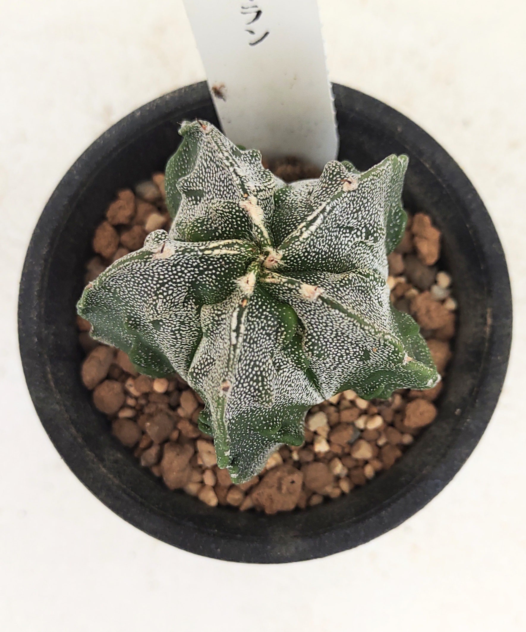 複隆ヘキラン サボテン | toA Succulent