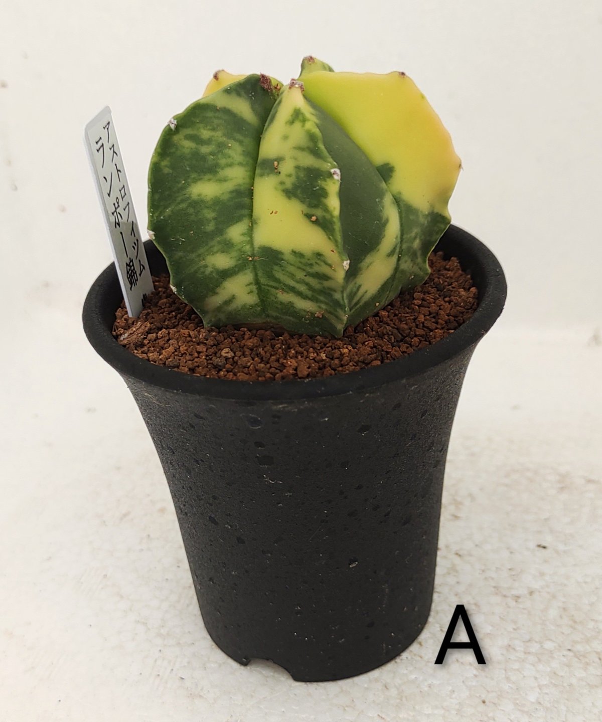 ランポー錦 サボテン | toA Succulent