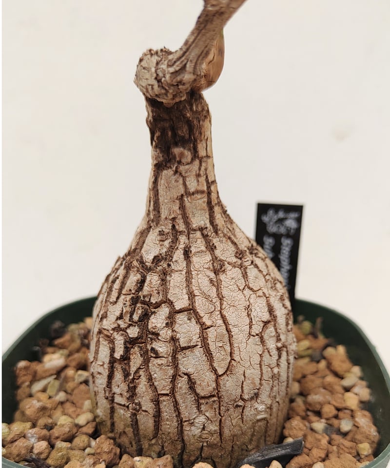 スベローサ A ステファニア | toA Succulent スベローサ A ステファニア | toA Succulent