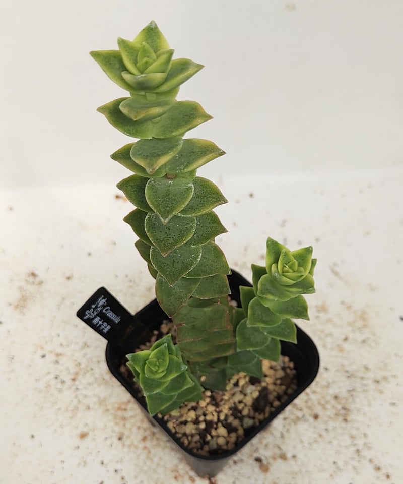 南十字星 クラッスラ | toA Succulent