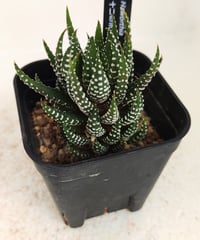 十二の爪　ハオルチア