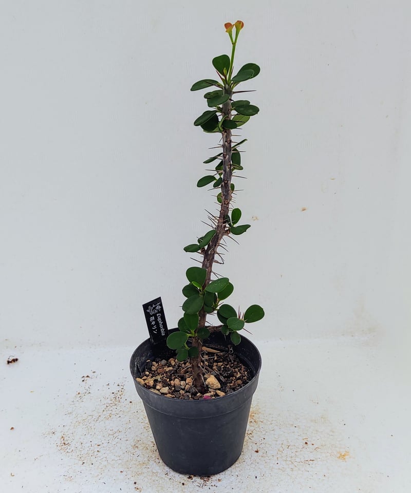 花キリン S ユーフォルビア | toA Succulent