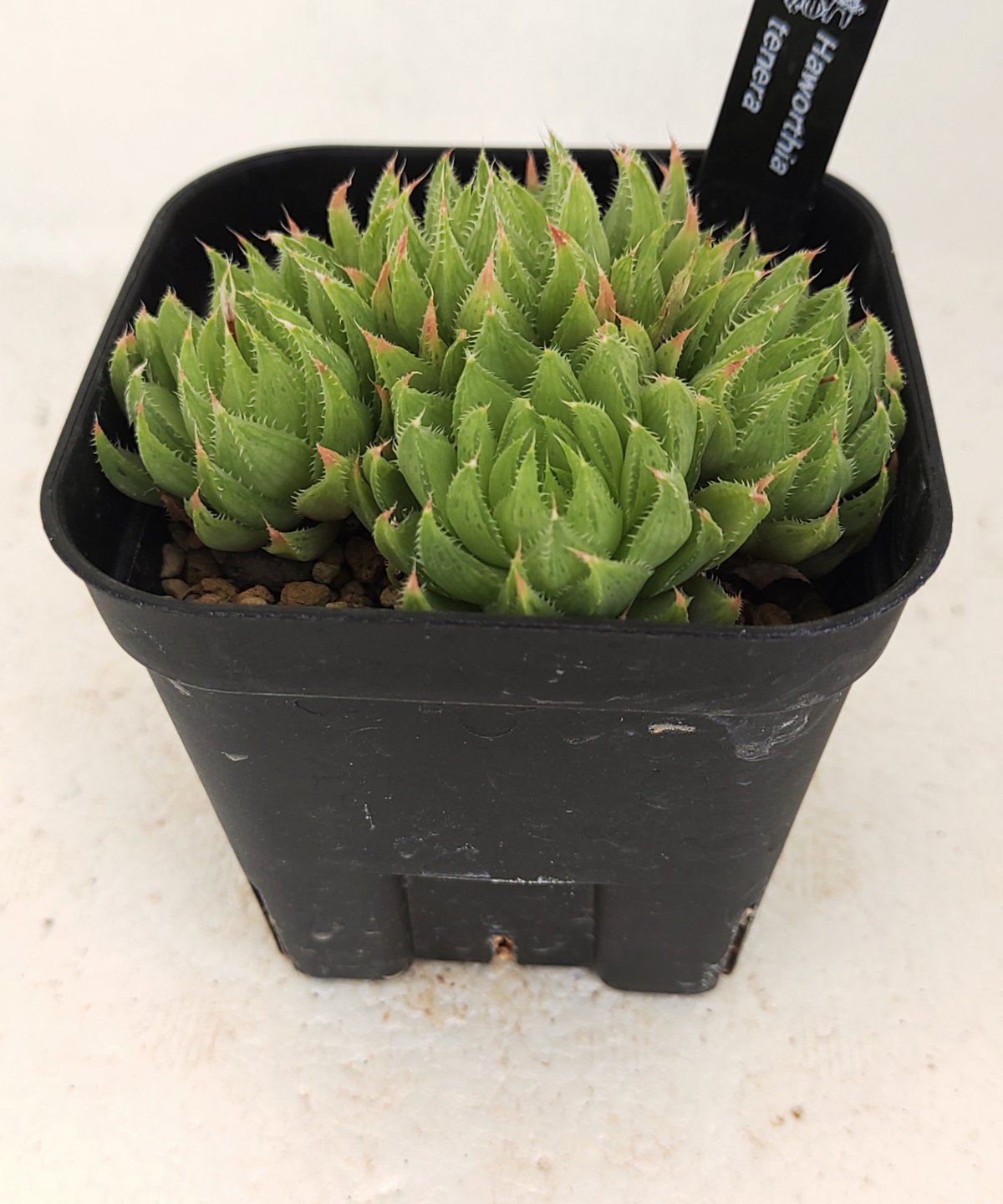 テネラ ハオルチア | toA Succulent