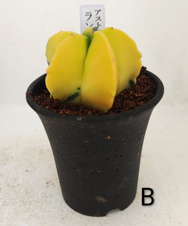ランポー錦 サボテン | toA Succulent