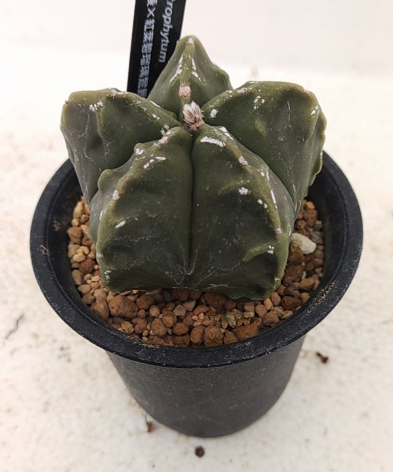 複稜×紅葉碧瑠璃ランポー サボテン | toA Succulent