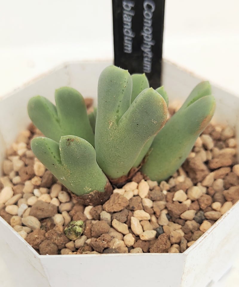 多肉植物　コノフィツム　bachelorum バケロラム 多肉植物 コノフィツム bachelorum バケロラム 種子10粒+ conophytum