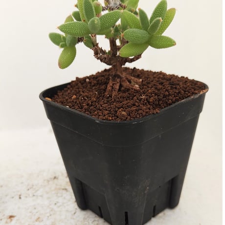 トリコディアデマ | STORES