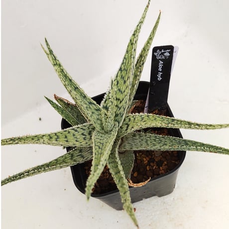 アロエハイブリッド | STORES