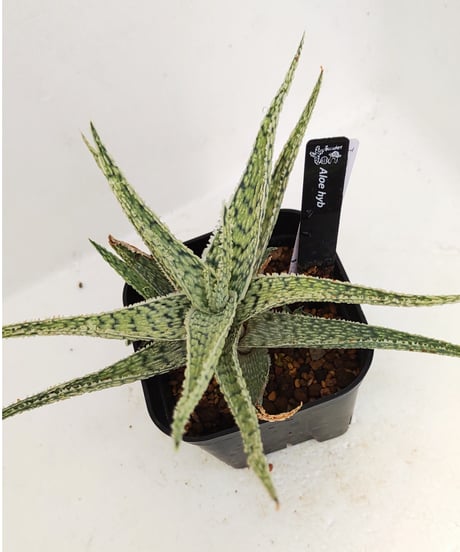 CATEGORY アロエ | toA Succulent
