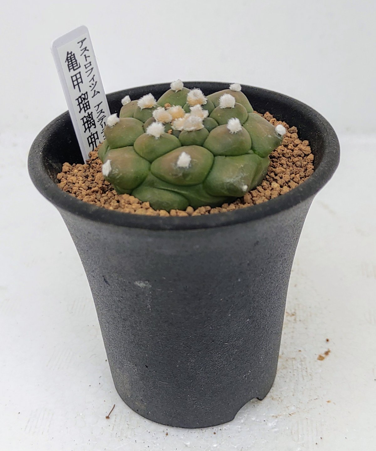 亀甲瑠璃兜 アストロフィツム | toA Succulent