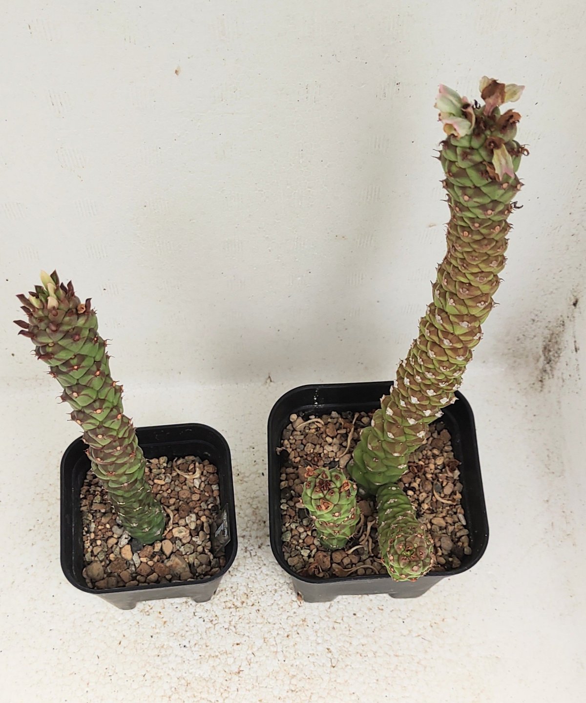 モナデニウム | toA Succulent