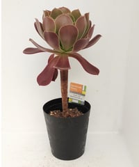 ピンクレディ錦 アエオニウム | toA Succulent