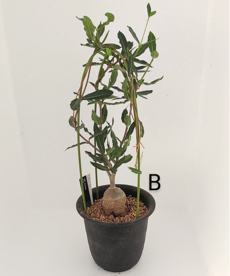火星人 フォッケア | toA Succulent