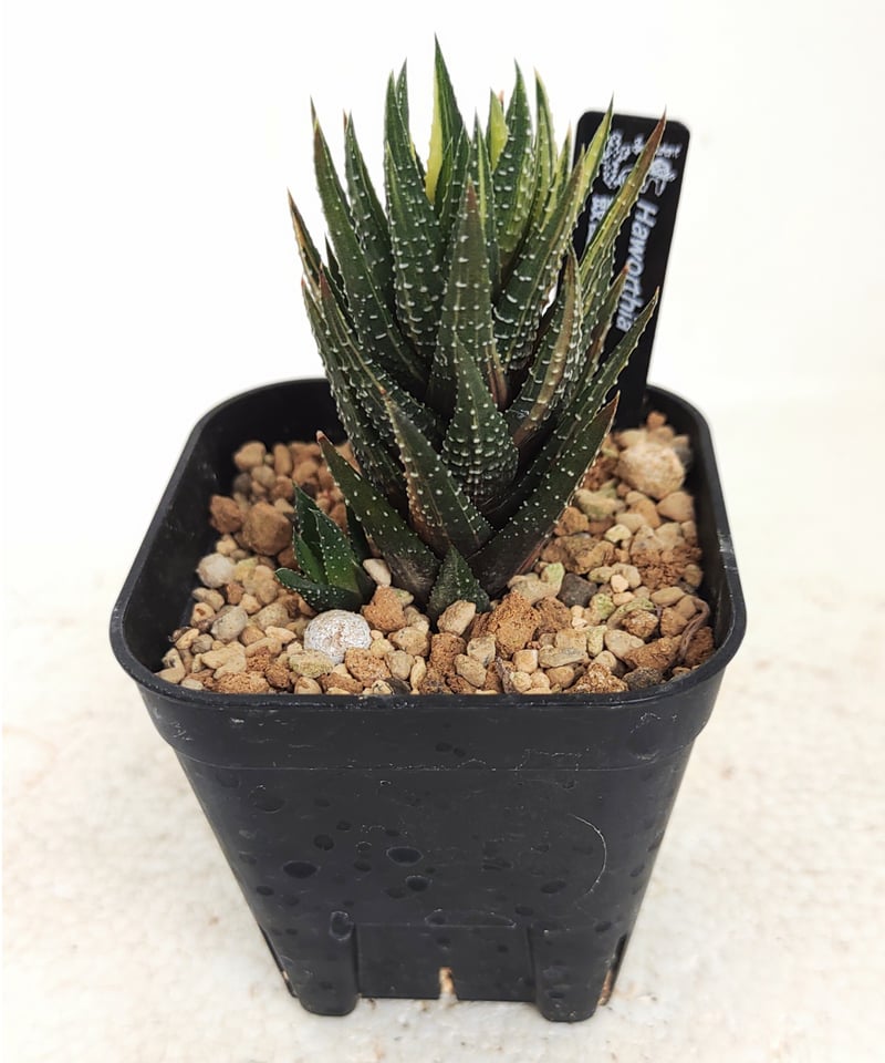 鼓笛錦 B ハオルチア | toA Succulent