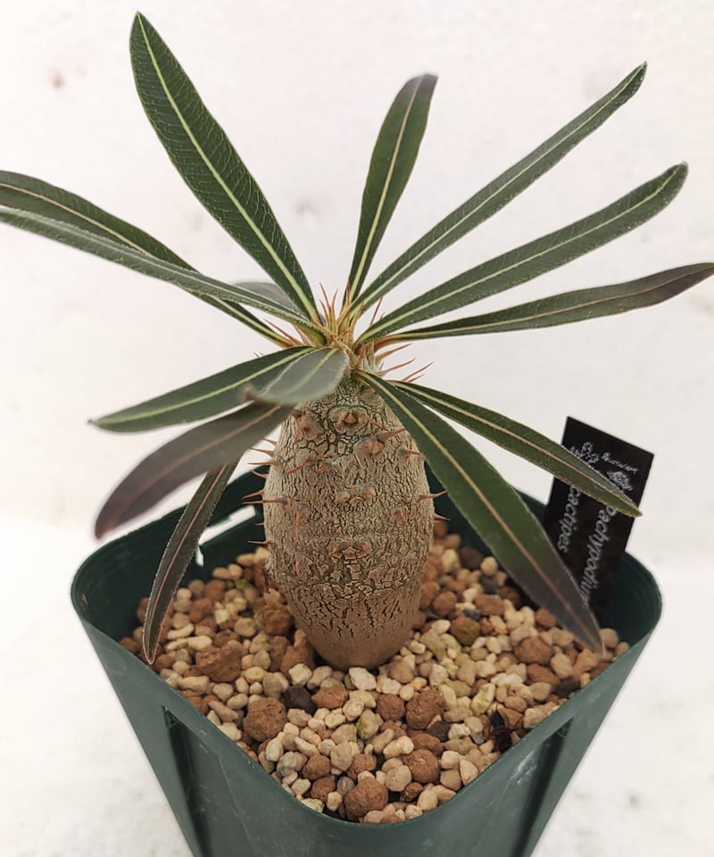 カクチペス S パキポディウム | toA Succulent カクチペス S パキポディウム | toA Succulent
