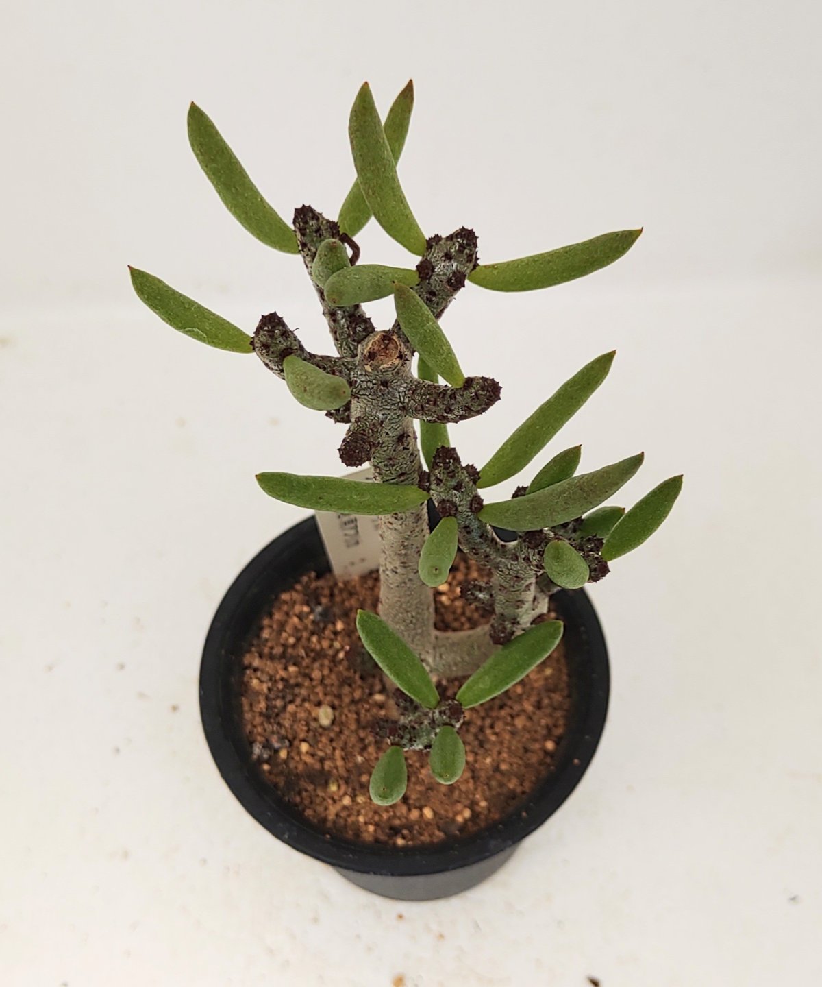 ブッコルジアヌス S チレコドン | toA Succulent