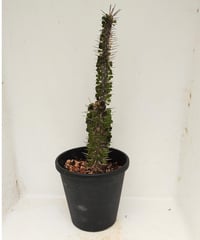 アローディア　モンタグナッキー モンタグナッキー アローディア | toA Succulent