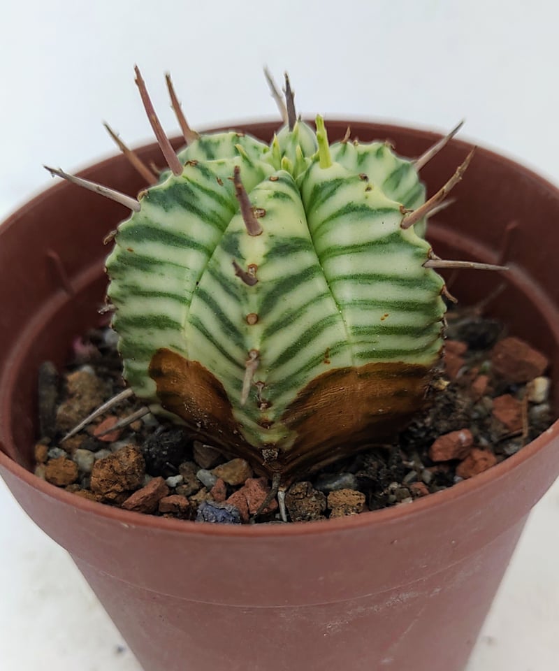 メロフォルミス錦 ユーフォルビア | toA Succulent