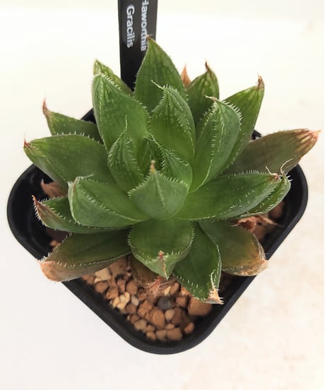 CATEGORY ハオルチア | toA Succulent