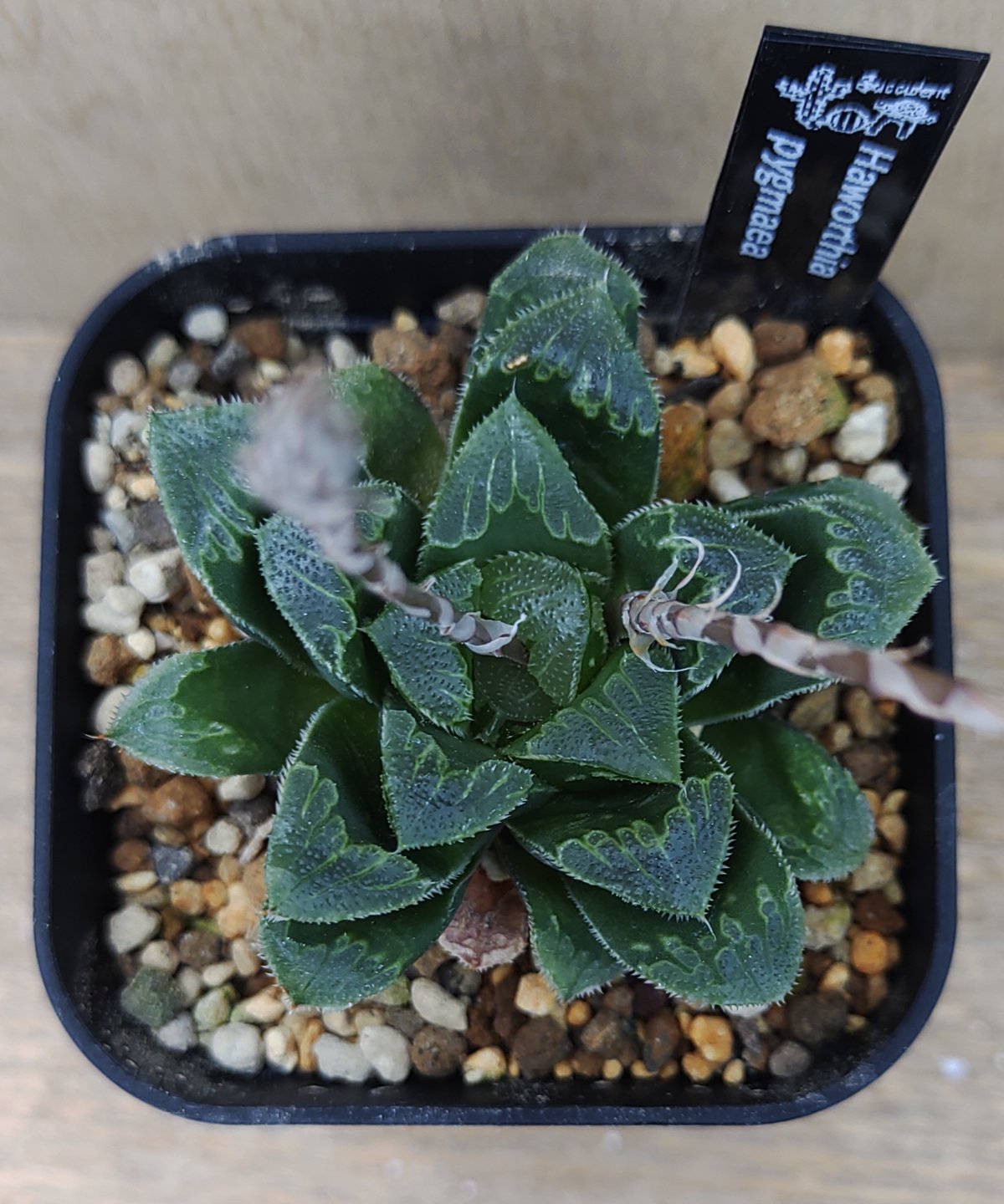 丸葉　ピグマエア ピグマエア ハオルチア | toA Succulent